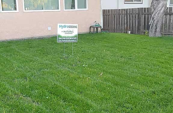 Lush green lawn from hydroseeding